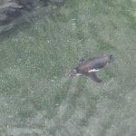 Humboldtpinguin Humboldtpinguin vliegt